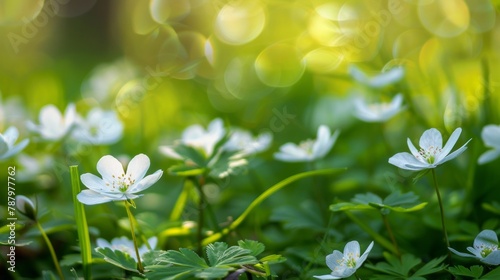 A close up of fresh spring flowers bathed in warm sunlight delicate white petals contrast with vibrant green foliage, signaling the awakening of nature photo