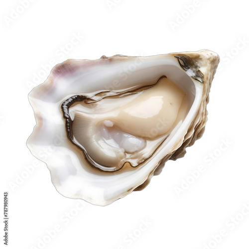 close up of opened oyster SVG on transparent background