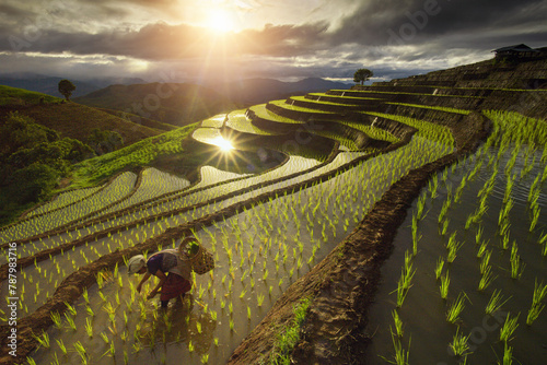 Female farmer planting rice plants in terraced paddy fields at sunset, Thailand