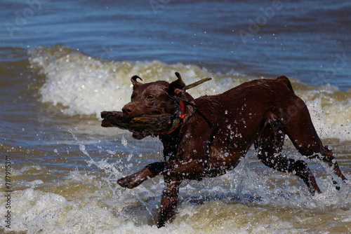 Hunting dog retrieving a stick from Lake Michigan during training