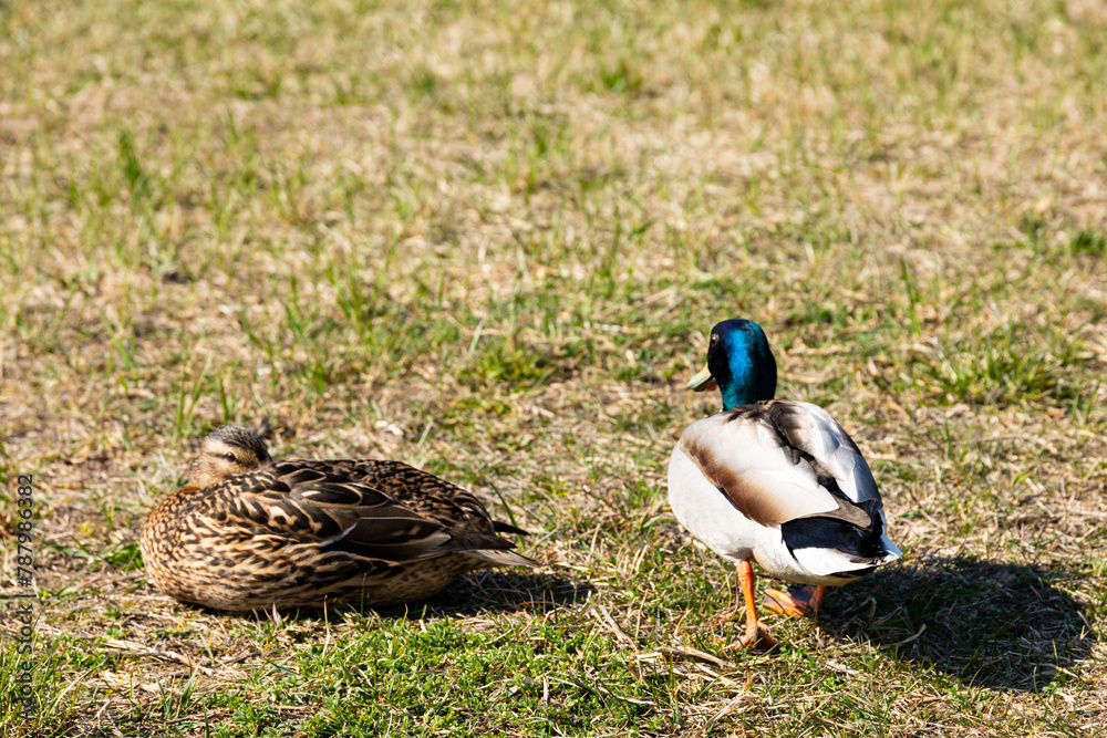 Obraz premium Cute ducklings. Mallard ducks, female and male couple, pair rest next to each other in the grass