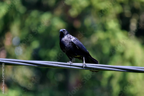 Eine schwarze Krähe sitzt auf einer Stromleitung