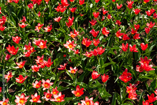 Blooming red, spring flowers tulips in the sun in a park.