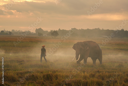 Young man walking in a misty field with an elephant, Surin, Thailand photo