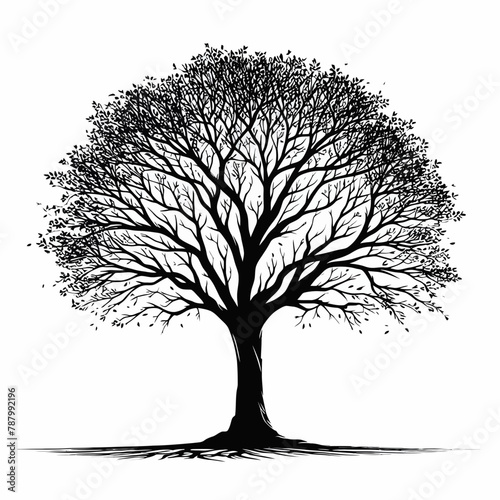 Tree silhouette vector illustration White Background  silhouette tree line drawing set  Side view  graphics trees elements outline symbol