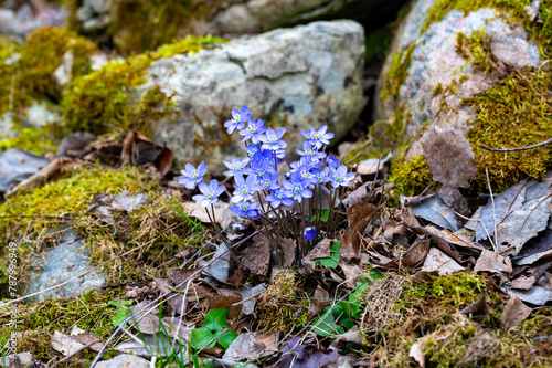 Closeup of beautiful blue Hepatica and dry leafs photo