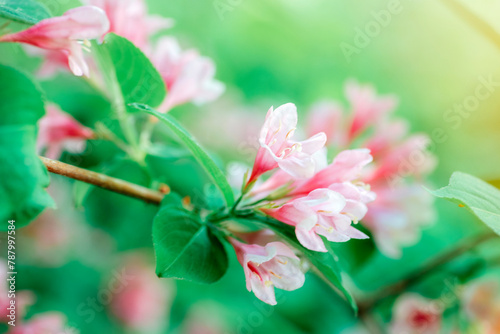 Pink and white blossoms on a tree branch, closeup