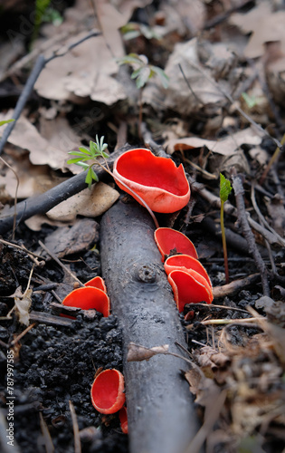 Spring edible red mushrooms Sarcoscypha grow in forest. sarcoscypha austriaca or Sarcoscypha coccinea - mushrooms of early spring season, known as Scarlet elf cup. fresh fungus picking