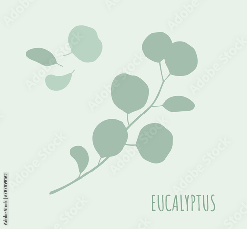 Eucalyptus. Silhouettes of branches and leaves of eucalyptus, an aromatic medicinal tropical plant. Vector illustration isolated on a light green background.