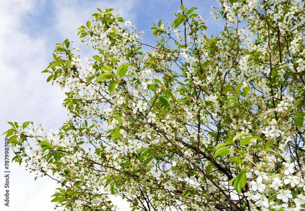 Flowering fruit trees in spring Flowering fruit trees in spring