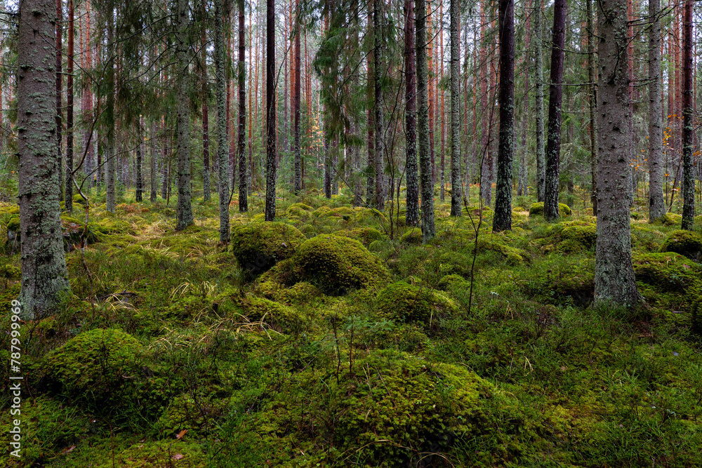 Pine forest covered of green moss. Forest therapy and stress relief.