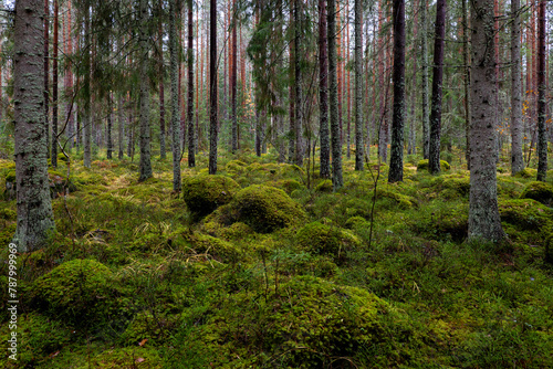 Pine forest covered of green moss. Forest therapy and stress relief. © Conny Sjostrom