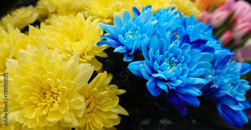 Yellow and blue Chrysanthemum flowers