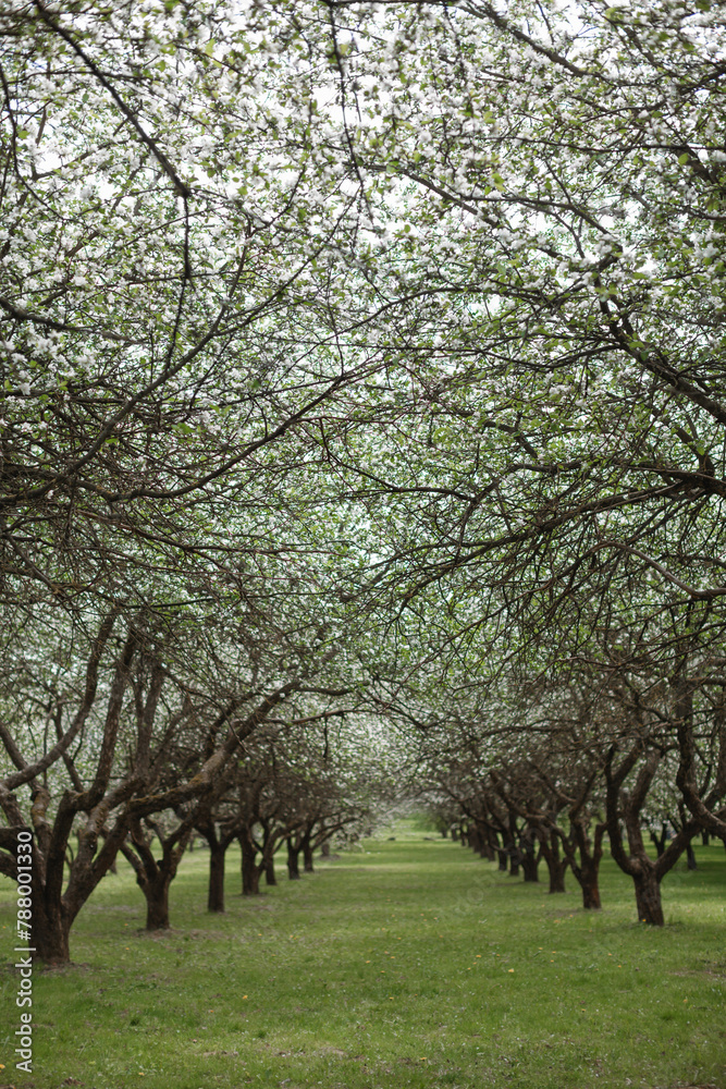 Rows of apple trees in full bloom in an orchard, Belarus Rows of apple trees in full bloom in an orchard, Belarus