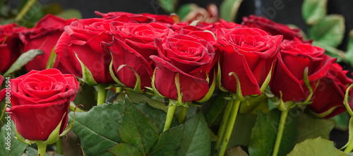 Rose burgundy - flower plant macro photo