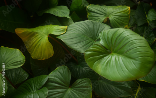 fresh green leaves