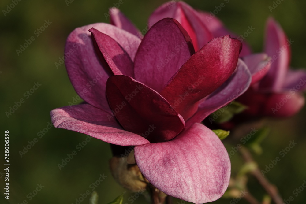 Fototapeta premium Magnolia Liliaceae large burgundy buds