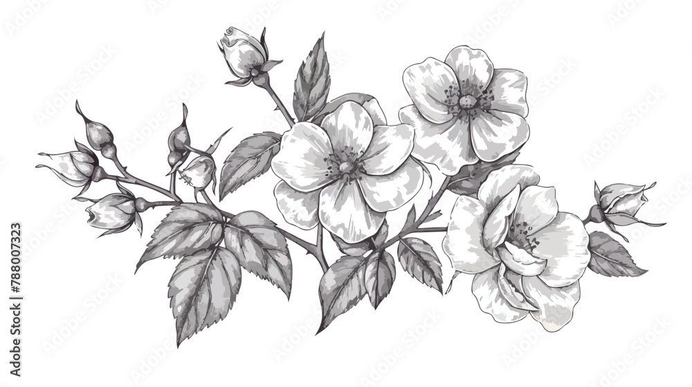 Elegant botanical drawing of beautiful dog roses grow