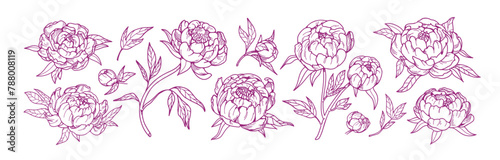 Blossomed peony flowers set. Floral plants, Japanese gorgeous blooms, retro d...