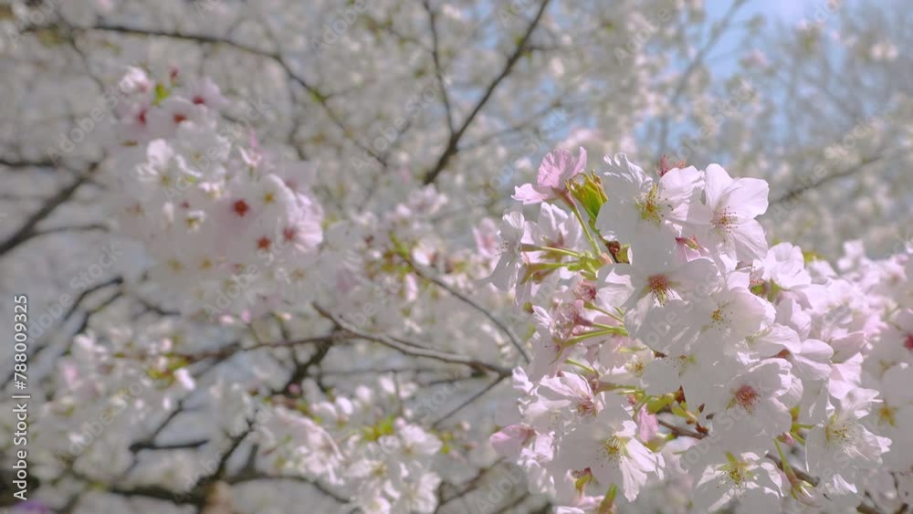 Tilt up of cherry blossoms ”sakura'' shining in the sunlight. Tilt up of cherry blossoms ”sakura'' shining in the sunlight.