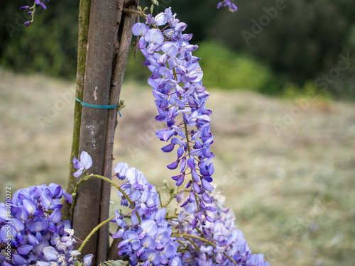 Wisteria flowers. Amazing purple flowers in the spring
