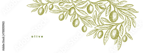 Olive branch, green fruits. Greek plant. Aroma oil