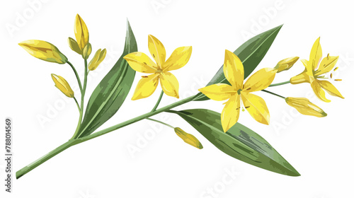 Gagea lutea flower. Yellow Star-of-Bethlehem plant. background photo