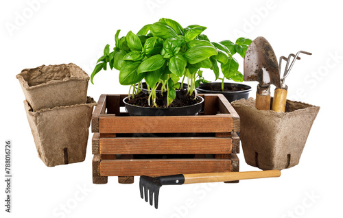 Obraz na płótnie Gardening and farming tools for organic food grawing. Spicy herbs basil in wooden box with garden tool. Isolated. PNG. w salonie