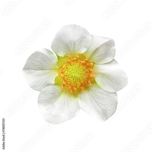 Strawberry flower, isolated. PNG.