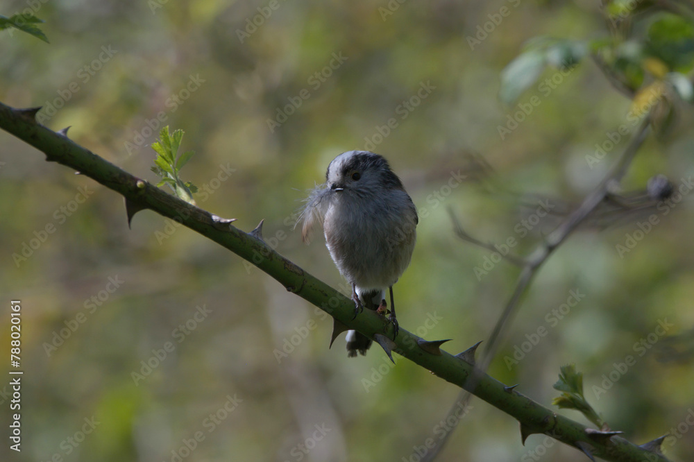 Obraz premium Long tailed tit with nesting material