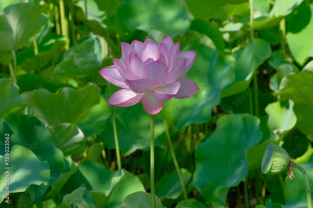 pink lotus in full blooming