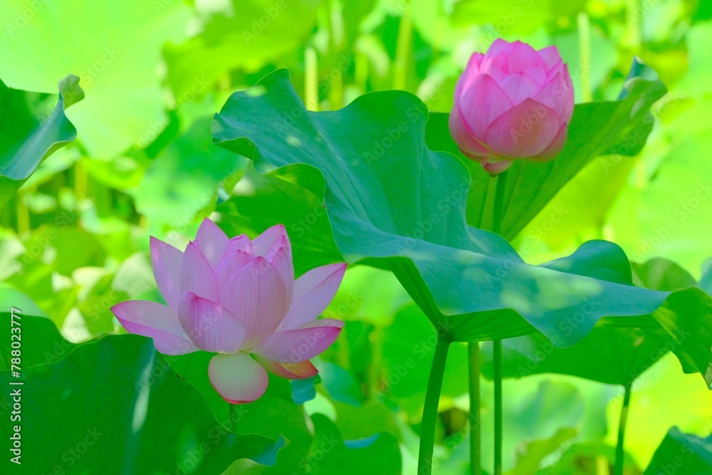 pink lotus in full blooming