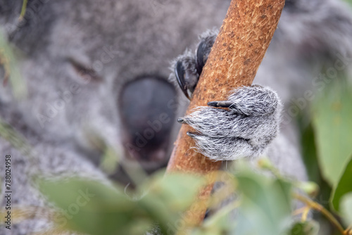 Koala hand gripping a tree branch. Koalas, Phascolarctos cinereus, have two opposing thumbs to increase grip, as well as long sharp claws. Species endemic to Australia.
