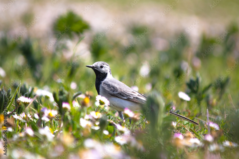 Fototapeta premium White wagtail (Motacilla alba) among green grass and daisies. White wagtail on meadow. Animal. Migratory birds began to fly to warm countries. Ornithology. 