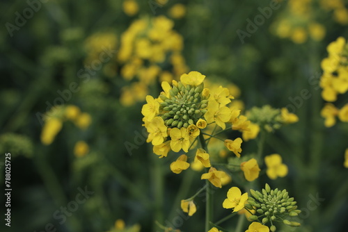 Rape blooms in farmers fields in spring