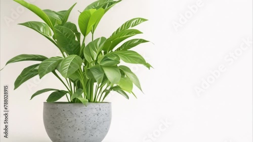 video tropical plant in pot