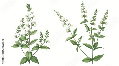 Melilot or sweet clover flowers or inflorescences  photo