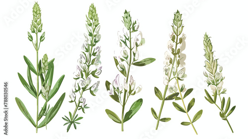 Melilot or sweet clover flowers or inflorescences  photo