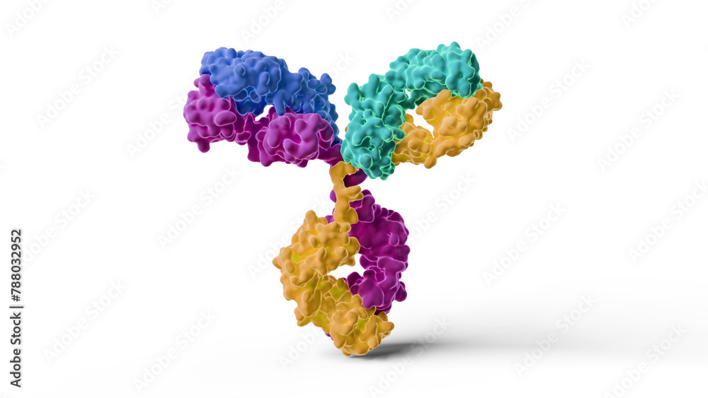 Antibody structure, illustration