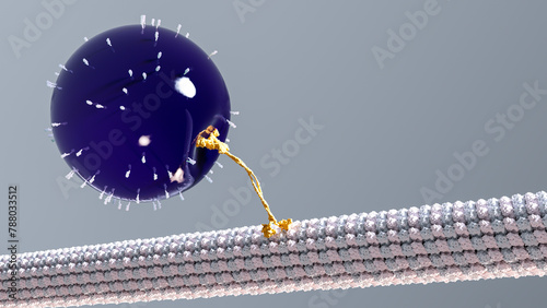 Kinesin walking along a microtubule, illustration photo