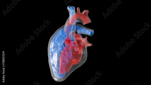 Human heart volume, illustration photo