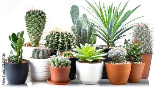 set of cactus in pots on a transparent background. PNG  cutout