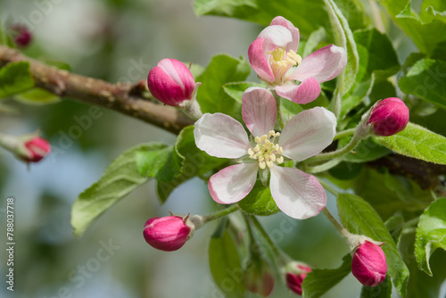 pale pink apple flower on a tree branch close-up