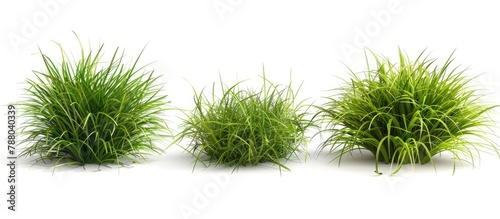 3 green grass backgrounds and 2 grass tufts isolated on white