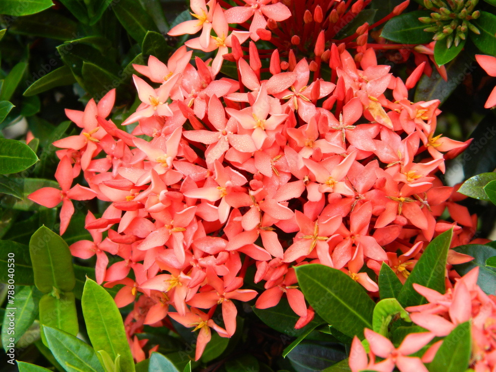 Macro photos of plants consist of leaves, stems and especially flowers. The beautiful flowers are pink and very refreshing to the eyes Macro photos of plants consist of leaves, stems and especially flowers. The beautiful flowers are pink and very refreshing to the eyes