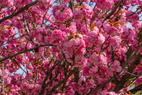 Japanese cherry blossoms. Branches Prunus 'Kanzan' (Prunus serrulata) ) with pink flowers against blue sky. Krasnodar city park or Galitsky park in spring of 2024. Selective focus. Nature design