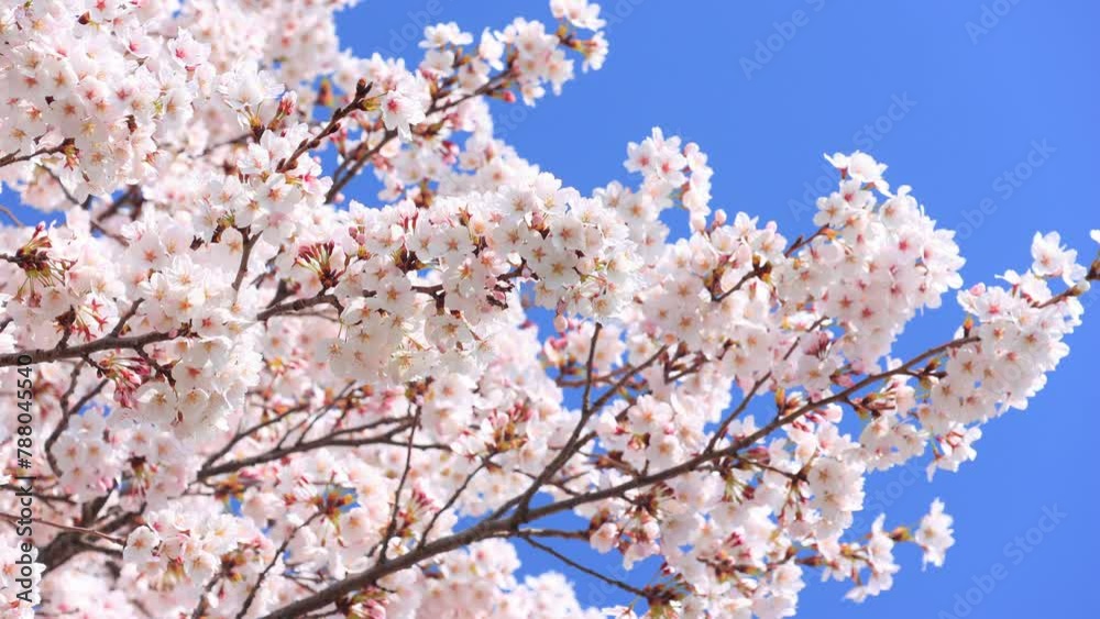 Cherry blossoms swaying in the wind and blue sky Cherry blossoms swaying in the wind and blue sky