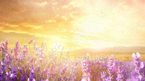 Violet lavender field in Provence in selective focus. Lavender flowers at sunset  wide landscape for banner. Panoramic landscape with blooming lavanda.