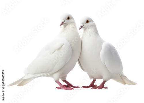 PNG White dove animal pigeon bird