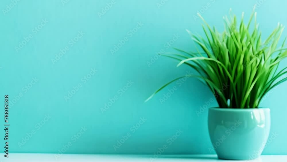 video grass in pot video grass in pot